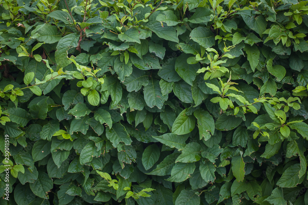 Green background from leaves of the shrub. Natural background of plant leaves. Green background from leaves of the shrub. Natural background of plant leaves.