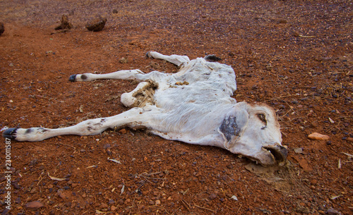 Dead calf in dry drought desert