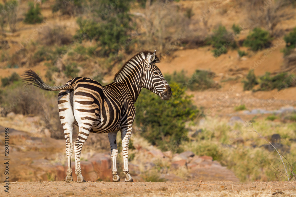 Obraz premium Plain zebra in Kruger National park, South Africa ; Specie Equus quagga burchellii family of Equidae