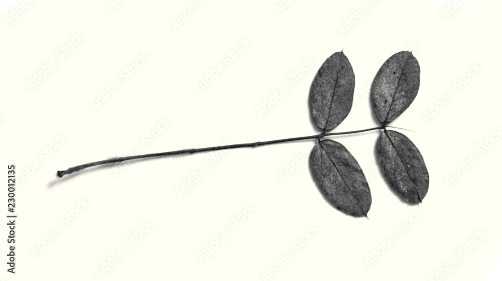 branch with leaves on white background branch with leaves on white background
