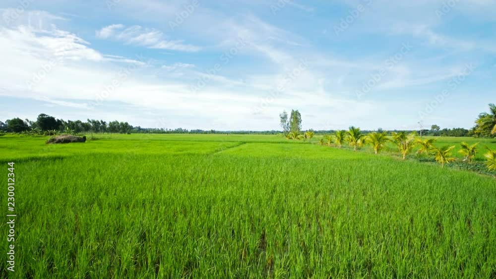 Landscape of a beautiful green field with rice stalks swaying in the wind. Landscape of a beautiful green field with rice stalks swaying in the wind.