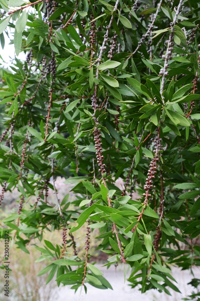 Bottle brush tree fruits(seeds) Bottle brush tree fruits(seeds)