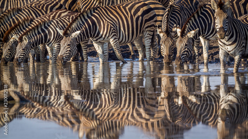 Plain zebra in Kruger National park, South Africa ; Specie Equus quagga burchellii family of Equidae