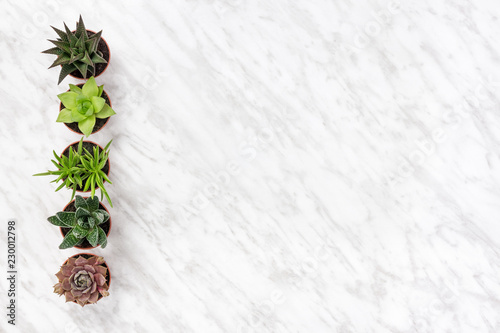 Row of succulent plants on marble background