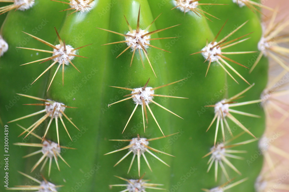 cactus cactus