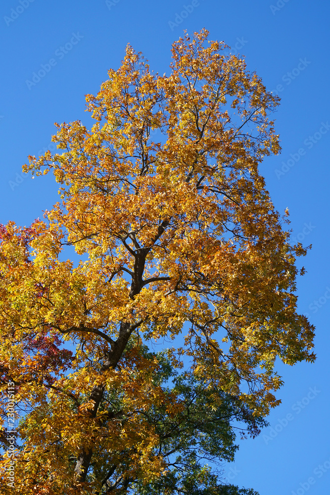 yellow autumn tree under blue sky in autumn season yellow autumn tree under blue sky in autumn season