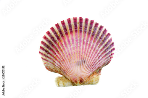 purple shells isolated on the white background