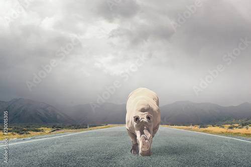 Rhino on asphalt road . Mixed media photo