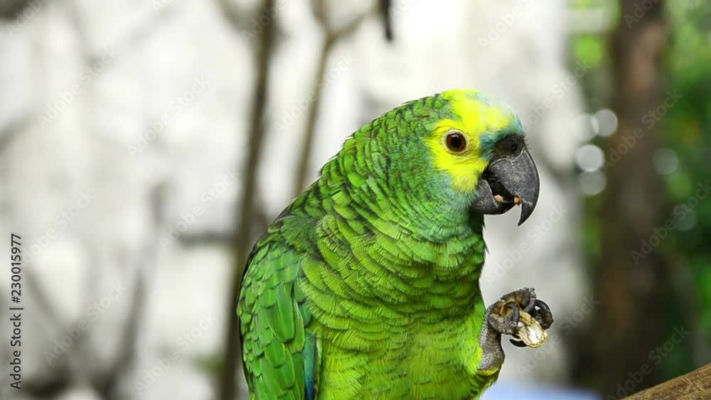 Green and yellow parrot with his favorite peanut. Green and yellow parrot with his favorite peanut.