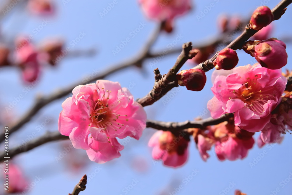 ピンク色の梅の花