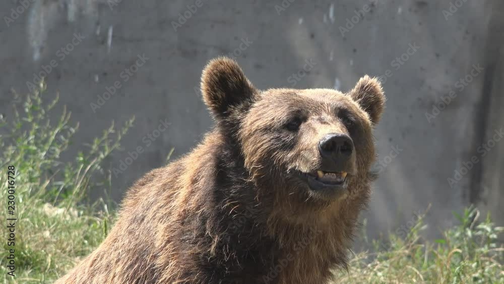Portrait of bear moving restless at zoo park Portrait of bear moving restless at zoo park