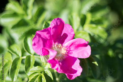 pink flower in the garden