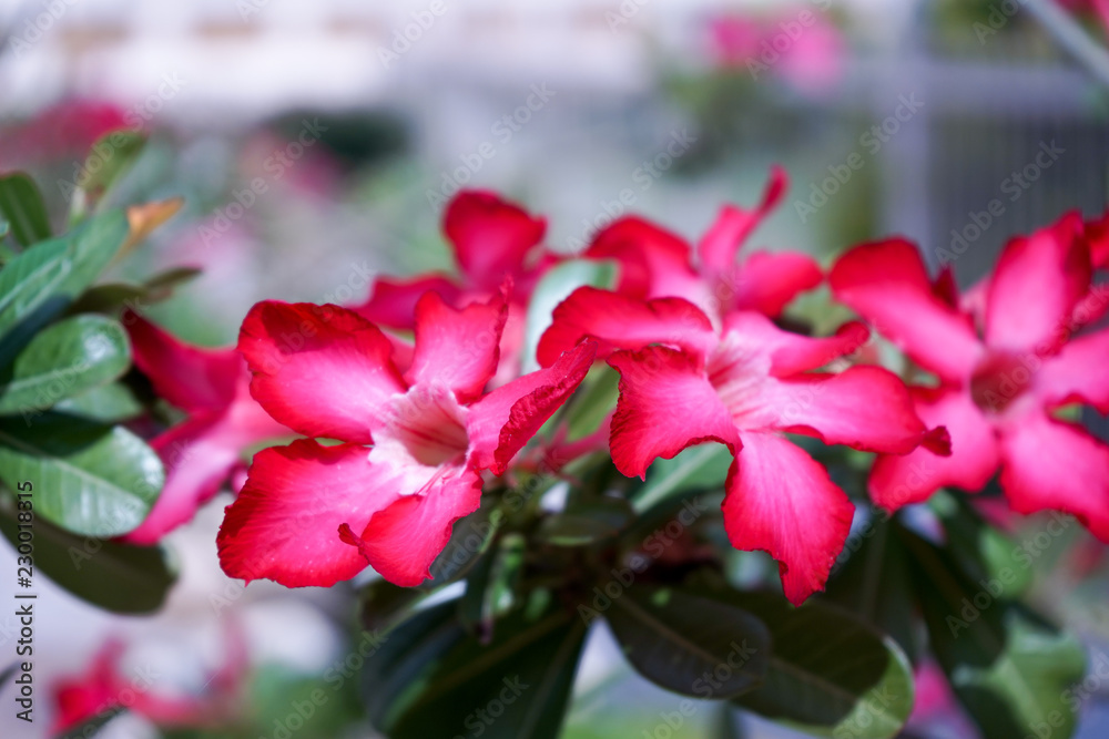Adenium obesum (Forssk.) Roem. et Schult. Adenium obesum (Forssk.) Roem. et Schult.