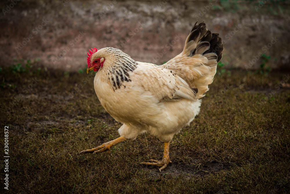Fototapeta premium chicken