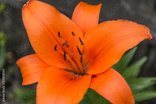 Spring flower in Japan