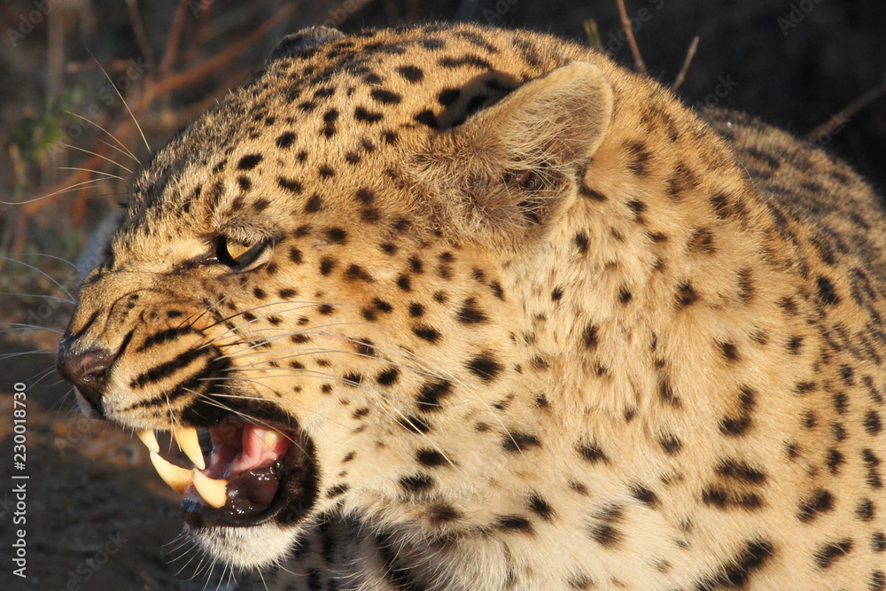 Obraz premium Leopard