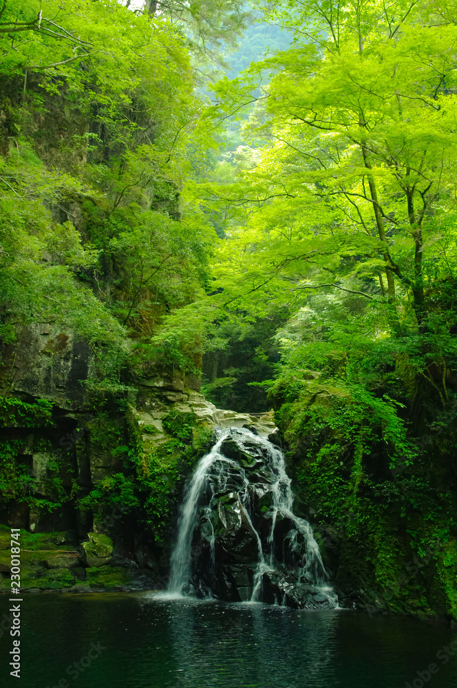 Obraz premium 赤目四十八滝 千手滝