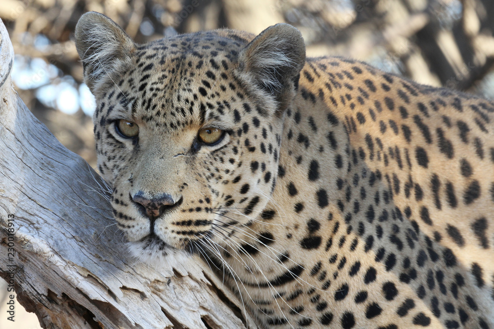 Obraz premium Leopard