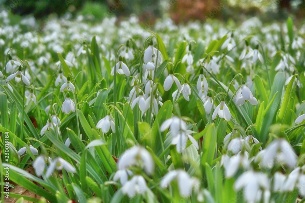 スノードロップ 待雪草 春を告げる花といわれています Stock Photo Adobe Stock