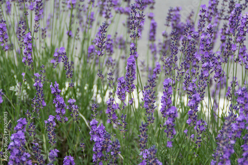 Spring flower in Japan