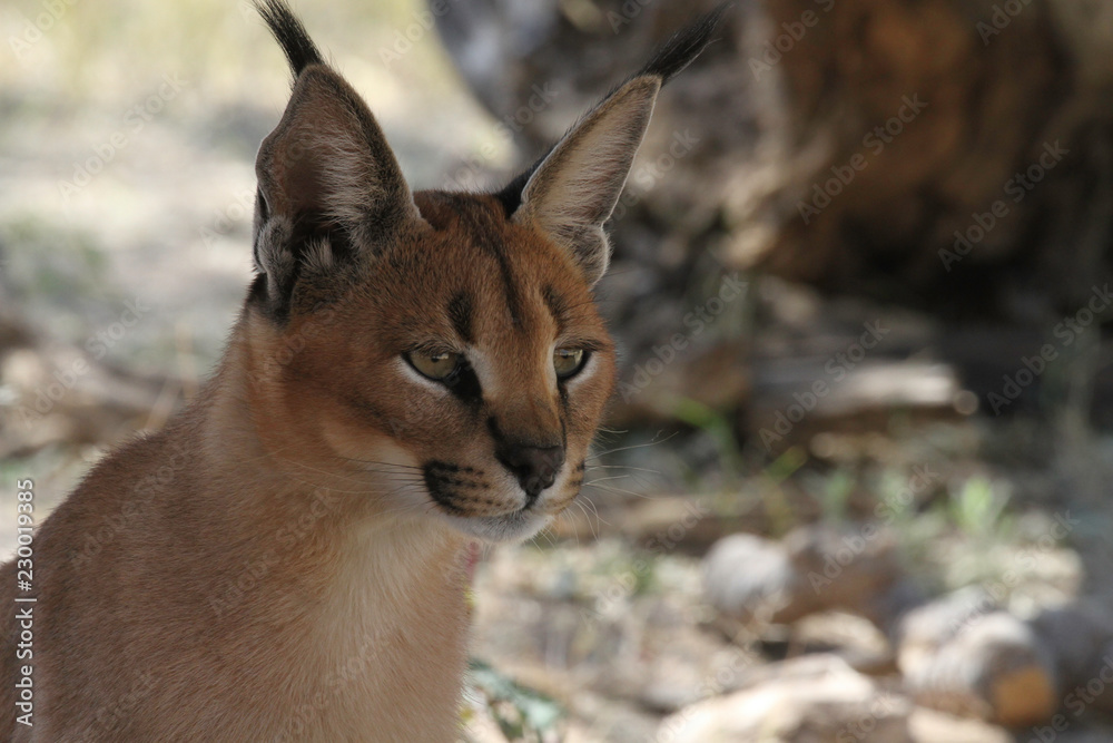 Obraz premium Caracal