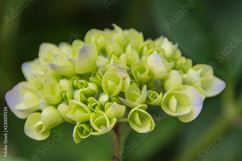 Spring flower in Japan