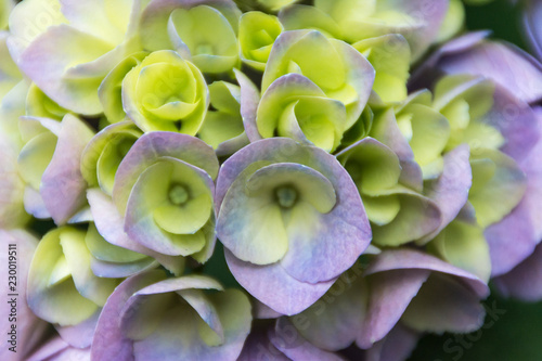 Spring flower in Japan