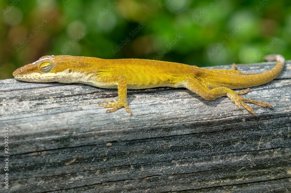 A Carolina anole, also known as an American green anole, sporting fall colors naps on a wooden rail at Yates Mill County Park in Raleigh North Carolina A Carolina anole, also known as an American green anole, sporting fall colors naps on a wooden rail at Yates Mill County Park in Raleigh North Carolina