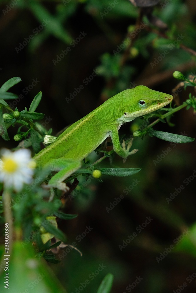 A bright green Carolina anole, also known as an American green anole, at Yates Mill County Park in Raleigh North Carolina A bright green Carolina anole, also known as an American green anole, at Yates Mill County Park in Raleigh North Carolina