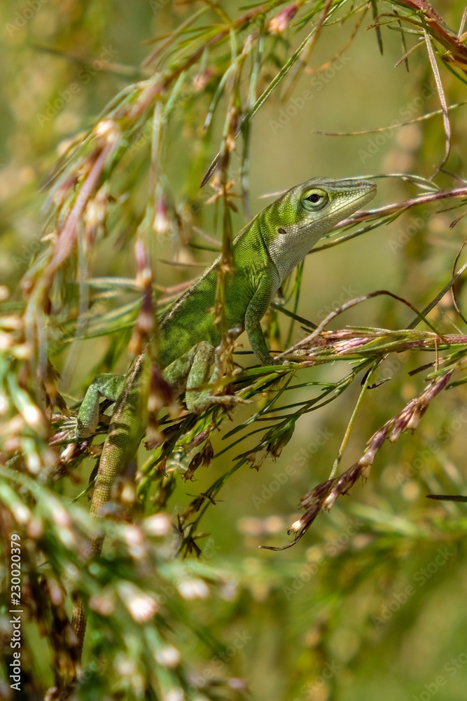 A Carolina anole, also known as an American green anole, blends in the weeds at Yates Mill County Park in Raleigh North Carolina A Carolina anole, also known as an American green anole, blends in the weeds at Yates Mill County Park in Raleigh North Carolina