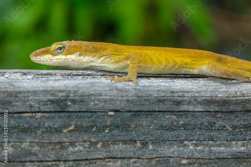 A Carolina anole, also known as an American green anole, appears to be annoyed by being disturbed while trying to relax at Yates Mill County Park in Raleigh North Carolina photo