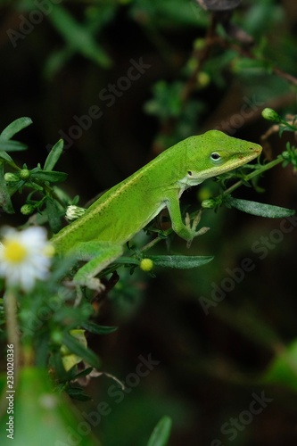 A bright green Carolina anole, also known as an American green anole, at Yates Mill County Park in Raleigh North Carolina