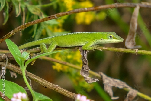 A Carolina anole, also known as an American green anole, rests on a twig at Yates Mill County Park in Raleigh North Carolina