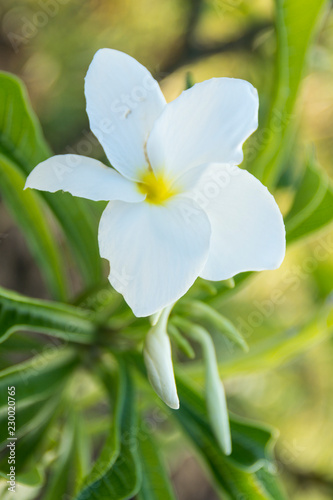 Desert flowers Venezuela