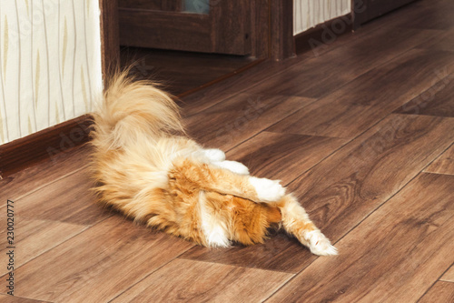 fluffy red cat lying on the floor