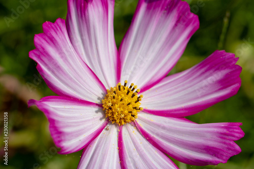 Cosmos flowers   shooting place is Kazo city Saitama prefecture  Japan