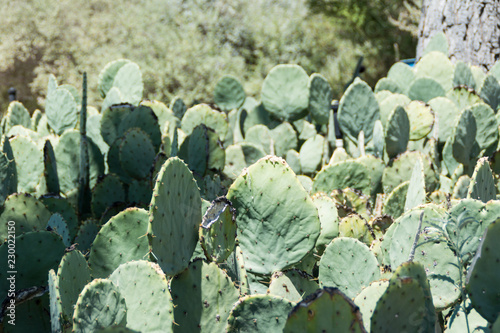 desert plants Mexico