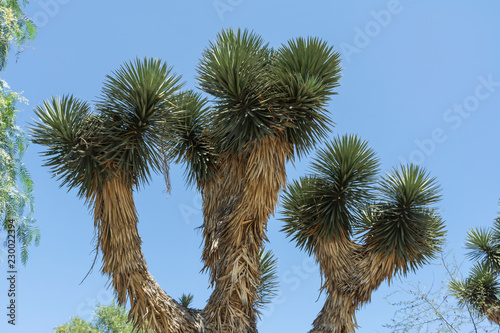 desert plants Mexico
