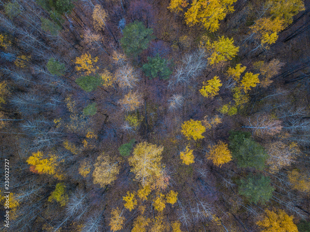 Yellow forest. The view from the top.