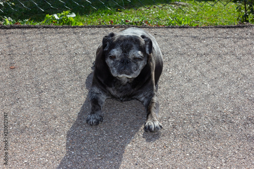 black pug named adelheid photo