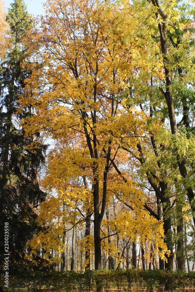 Fototapeta premium autumn