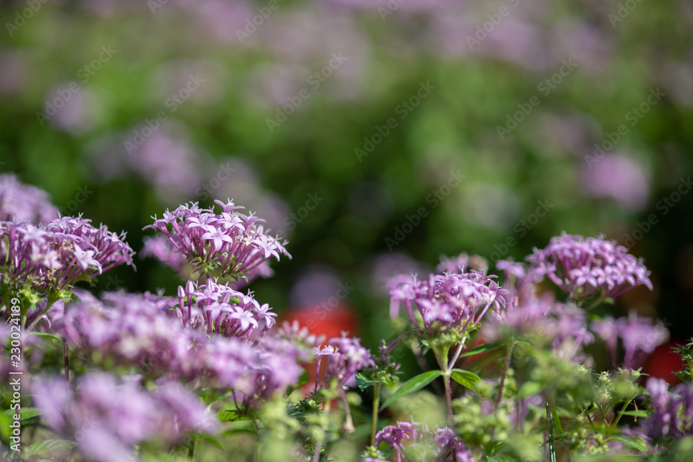 Obraz premium ピンク色のペンタスの花