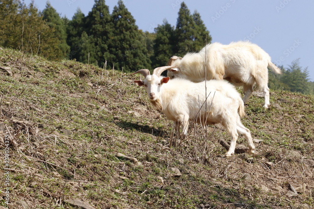 Obraz premium 草を食べる放牧ヤギ