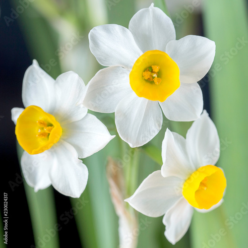 Narcissus is a beautiful flower.