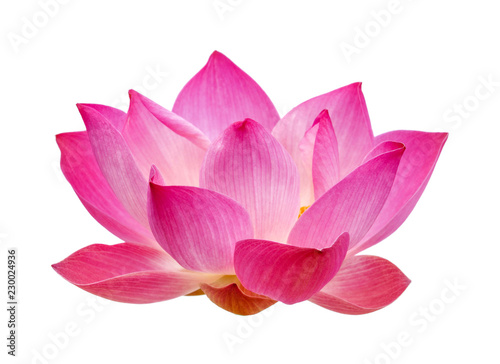 Lotus on white background
