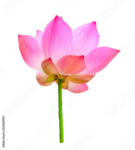 lotus flower on white background © Chanwit