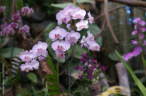 tropical flowers