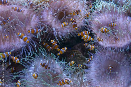 underwater life