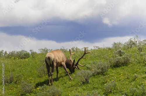 bulk elk © Photo168