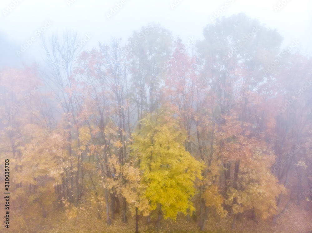 autumnal landscape. colorful trees with yellow foliage against sky background in foggy weather